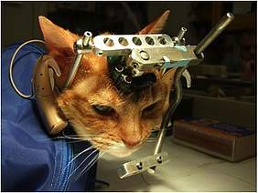 Tierversuch – Katze